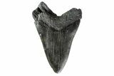 Huge, Fossil Megalodon Tooth - South Carolina #154176-1